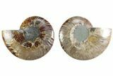 Cut & Polished Crystal-Filled Ammonite Fossil - Madagascar #364755-1